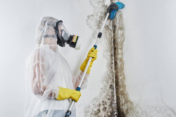 Best Commercial Mold Remediation in Natchez, MS