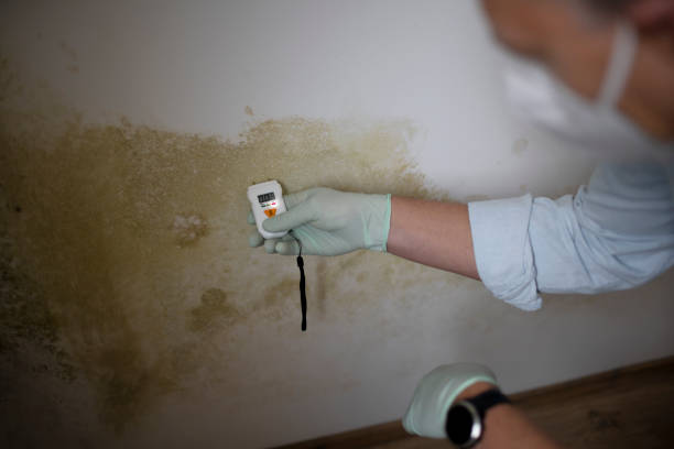 Best Black Mold Remediation in Natchez, MS