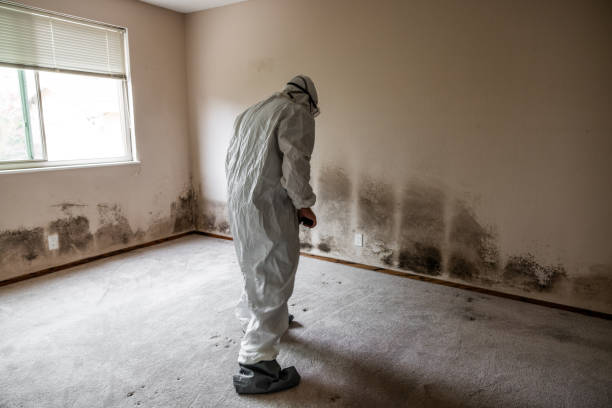 Best Bathroom Mold Remediation in Natchez, MS