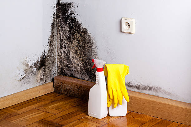 Best Post-Flood Mold Remediation in Natchez, MS