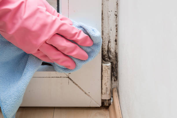 Best Industrial Mold Remediation in Natchez, MS