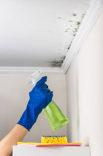 Best Attic Mold Remediation in Natchez, MS